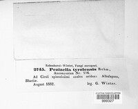 Calycina vulgaris image